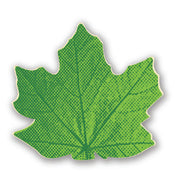 Maple Leaf